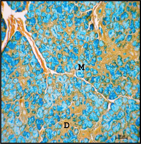 Figure 24. Photomicrograph of mandibular salivary gland of neonatal buffalo showing mucous cells (M) were strong positive for acidic mucopolysaccharides. (D-duct). Colloidal Iron method ×100.