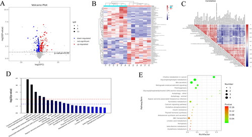 Figure 5. Differential metabolite analysis. (A) Volcano diagram for VIP and P screening. The red dots represent differential metabolites that were significantly up-regulated in the experimental group, the blue dots represent differential metabolites that were significantly down-regulated, and the grey dots represent differential metabolites that were not significant, (B) Heat map of differential metabolites, (C) Correlation analysis plot of TOP-50 differential metabolites, (D) TOP-20 metabolic pathway enrichment map, (E) TOP-20 bubble chart.