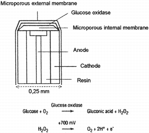 Figure 2. Transcutaneous needle‐‐type glucose sensor. The sensor is based on the glucose oxidase immobilization on the tip of a tube that consists of a platinum wire ((the anode)) and of a steel tube stained with silver ((the catode)) The glucose oxidase in the presence of glucose, oxygen and of a 0–6 V volt current catalyses a reaction that generates gluconic acid and hydrogen peroxide; the sensor measures the generated hydrogen peroxide. ((Adapted from Shichiri et al. (([Citation1988])).))