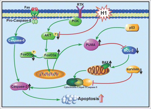 Figure 6. Schematic of p53-independent induction of PUMA via inhibition of AKT/FoxO3a signaling in response to cytotoxic effect of H1. H1 significantly induced PUMA expression in a concentration- and time-dependent manner, and then resulted in an increase of Bax/Bcl-2 ratio. Further studies demonstrated that inhibition of AKT/FoxO3a signaling could be responsible to H1-induced PUMA expression. Consequently, H1 caused an increase of early apoptosis, late apoptosis and caspase-3 activity in both wild-type and p53 null cells. Taken together, our results suggest that inhibition of AKT/FoxO3a signaling cause PUMA induction in response to p53-independent cytotoxic effects of H1.