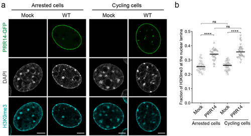 Figure 2. PRR14 organizes H3K9me3-modified heterochromatin at the nuclear lamina in interphase nuclei independent of mitosis. (a) Representative confocal images of cell cycle-arrested and cycling murine NIH/3T3 cells expressing WT GFP-tagged PRR14 constructs (green), stained for H3K9me3 (cyan). DAPI counterstain shown in gray. (b) Dot plot shows the fraction of H3K9me3 signal at the nuclear lamina. Lines on dot plot show median values. n ≥ 30 cells per condition. Statistical analysis was performed using ANOVA Kruskal–Wallis test with Dunn’s multiple comparisons; ****p < 0.0001, ns: not significant. Scale bars 5 μm.