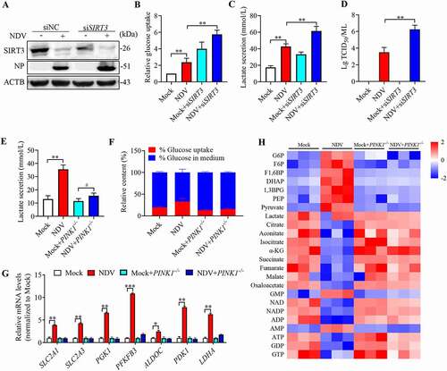 Figure 8. SIRT3 degradation promotes glycolysis to support virus replication. (A) siSIRT3 or siNC of A549 cells were infected at MOI = 1 or treated with mock infection. SIRT3, NP, and ACTB protein levels were determined via western blot. (B-D) siSIRT3 or siNC of A549 cells were infected at MOI = 1 or treated with mock infection. Glucose uptake (B), lactate levels in the culture supernatants (C) and viral titers (D) were determined. (E and F) PINK1 WT or PINK1−/− of HeLa cells were infected at MOI = 1 or treated with mock infection. The lactate levels in the culture medium (E) and glucose uptake (F) were determined. (G) PINK1 WT or PINK1−/− of HeLa cells were infected or treated with mock infection. mRNA levels were detected using qRT-PCR with HIF1A target genes. (H) PINK1 WT or PINK1−/− of HeLa cells were infected or treated with mock infection. Heatmap of altered energy-related metabolites. Data are mean ± SEM, all data are from three independent experiments, * p < 0.05, ** p < 0.01, *** p < 0.001.