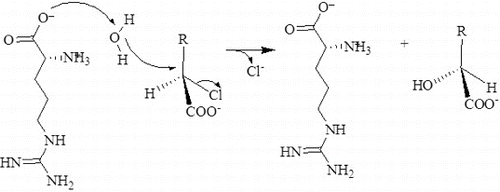 Figure 10. Proposed hydrolytic mechanism for the DehD dehalogenation reaction. Arg16 activates a water molecule for the hydrolytic attack on the carbon atom in position 2, without formation of an ester intermediate.