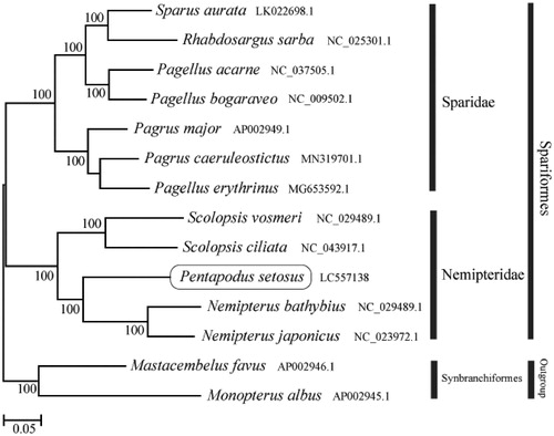 Figure 1. Phylogenetic position of Pentapodus setosus based on a comparison with the complete mitochondrial genome sequences of 11 related species. The analysis was performed using MEGA 7.0 software. The accession number for each species is indicated after the scientific name.