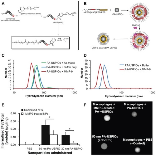 Figure 4 Behavior of MMP-9-responsive PA-USPIOs. (A) Synthesis of MMP-9-cleavable PEG-PPS chains (mPEG-[M9C]-PEG-PPS; PA) and (B) encapsulation of USPIOs to form PA-USPIOs. MMP-9 is able to recognize and cleave the (M9C) peptide sequence, resulting in release of a layer of PEG from the nanoparticle surface, accompanied by a decrease in nanoparticle hydrodynamic diameter. (C) DLS characterization of hydrodynamic diameters of as-synthesized 60 nm PA-USPIOs (C; green) and 30 nm PA-USPIOs (D; blue) demonstrates a loss in hydrodynamic diameter following treatment with MMP-9. (E) Buffer-treated or MMP-9-pretreated nanoparticles were delivered to THP-1 macrophages for 24 hours in standard growth medium. As a control, PBS was used in place of the nanoparticles. For both PA-USPIO formulations tested, the decrease in nanoparticle size following MMP-9 treatment results in less effective nanoparticle internalization by the macrophages. Error bars represent standard deviations from three to six independent experiments. (F) T2-weighted MRI of THP-1 cells treated with MMP-9-cleaved PA-USPIOs appeared brighter than cells incubated with untreated PA-USPIOs, indicating that less cleaved nanoparticles were internalized by the macrophages versus the untreated PA-USPIOs.Note: *P < 0.05 by Student’s t-test.Abbreviations: DLS, dynamic light scattering; MMP-9, matrix metalloproteinase-9; PA-USPIOs, proximity-activated ultrasmall superparamagnetic iron oxides; MRI, magnetic resonance imagery; PBS, phosphate buffered saline; PEG, poly(ethylene glycol); PPS, poly(propylene sulfide).