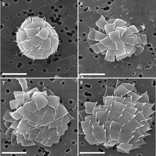 Figs 5–8. SEMs showing morphology of Florisphaera profunda var. rhinocera var. nov. Fig. 5. Complete coccosphere viewed from antapical pole, composed of straight-sided, rhombic coccoliths with prominent anterior spine (Holotype). Fig. 6. Partially flattened coccosphere viewed from antapical pole, composed of curved coccoliths with indistinct anterior spine. Fig. 7. Flattened coccosphere viewed from the side, composed of curved, sail-shaped coccoliths with small anterior and dextral spines. Fig. 8. Collapsed coccosphere viewed from side, composed of straight-sided to slightly curved coccoliths with prominent anterior spine. Scale bars represent 5 μm.