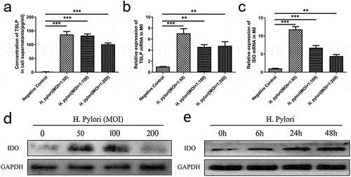 Figure 4. H. pylori infection promotes the expression of IDO and TSLP in macrophages. M0 macrophages were infected with H. pylori ATCC43504. (a) The concentration of TSLP in the supernatants. (b, c) the mRNA expression of TSLP and IDO. (d) The expression of IDO protein at different MOI. (e) The expression of IDO protein at different time points (MOI = 50). MOI: multiplicity of infection. p values were determined by one-way ANOVA, Dunnett-adjusted; error bars, SD (n = 3 per group); **p < .01, ***p < .001.