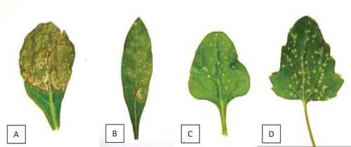 Fig. 4 Symptoms following artificial inoculation of wasabi mottle virus on indicator plant hosts within 4–11 days after inoculation. (a) Nicotiana occidentalis. (b) Gomphrena globosa. (c) Tetragonia tetragonioides. (d) Chenopodium quinoa.