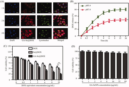 Figure 4. (A) The observation of the escape of GA-Se@DOX from endosomes/lysosomes after 1, 2, and 4 h of incubation. Scale bar is 50 μm. (B) In vitro release of DOX from GA-Se@DOX nanoparticles. **p < .01 vs. pH5.4 group. (C) The cytotoxicity of DOX, Se@DOX, and GA-Se@DOX against HepG2 cells. *p < .05, **p < .01 vs free DOX group. (D) The cytotoxicity of GA-SeNPs against HepG2 cells.