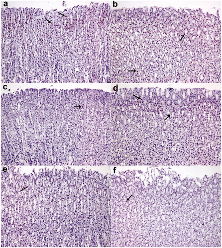 Figure 4. PCNA staining. The number of PCNA-positive cells in the intense okra 500 group (except sham); at least the group was determined in ethanol. (a) okra 500; (b) okra 250; (c) okra 100; (d) Fam 20; (e) Que 75 and (f) Ethanol groups. Arrows: PCNA positive cells. Magnifications: 200×.