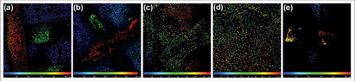 Figure 6. A color depth projection of confocal microscopy images from day 28. Images from particular imaging levels were color labeled and put together. The color of the cell nuclei (stained by propidium iodide) on the final image corresponds to its location in the scaffold; the red color is at the top and the blue is at the bottom of the scaffolds. Cells penetrated to a depth of 550 µm in the 3D St (a) and 600 µm in the 3D Cl (b). The penetration of cells on the St (c) was 160 µm, which was significantly deeper than on the Cl (47 µm; d). The 3D cells were detected to a depth of 270 µm in 3D (e).
