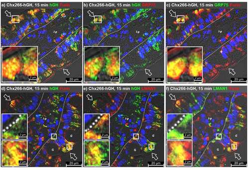 Figure 7. GRP75 intersects with furin differently than with LMAN1. Immunofluorescence microscopy was performed on rat jejunum after intraluminal injection (ILI) of Chx266-hGH. The human growth hormone (hGH) element of Chx266-hGH was co-localized with a, furin or b, GRP75 at 15 min post ILI. c, Co-localization of furin and GRP75 at 15 min post ILI. Co-localization of hGH with d, furin or e, LMAN1 at 15 min post ILI of Chx266-hGH. f, Co-localization of furin and LMAN1 at 15 min post ILI of Chx266-hGH. Apical (luminal) epithelial membrane (open arrow); basal epithelial cell surface-basement membrane demarcation (dashed line); lamina propria (l-p); goblet cell (g). Nuclei were stained with 4′,6-diamidino-2-phenylindole (DAPI; blue).