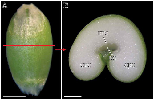 FIGURE 1 Caryopsis profile and transverse section of caryopsis: (a) caryopsis profile of non-waxy wheat, 22 DAF; (b) image of caryopsis transverse section, 22DAF. CEC: central endosperm cell; EC: endosperm cavity; ETC: endosperm transfer cell. Scale bars: 2 cm (a) and 1 cm (b).