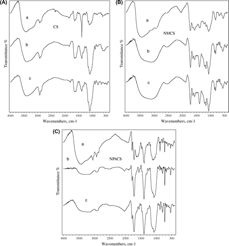 Fig. 3. FT-IR spectra of (A) CS, (B) NMCS, and (C) NPhCS treated by 10% H2O2 (v/w) where (a) unirradiated polymers, (b) irradiated ones at 50 kGy, and (c) irradiated ones at 100 kGy.