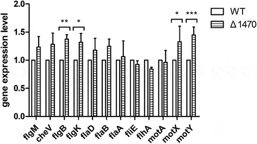 Figure 7. The expression of the polar flagellar-related genes in the WT and Δ1470 strains grown under Zn-deficient conditions. The first gene in each operon was chosen for quantitative PCR analysis. Bar plots representing the mean ± standard deviations of the expression levels of these genes in the strains of interest. The data were obtained from three independent experiments. *, P <0.05; **, P <0.01; ***, P <0.001.
