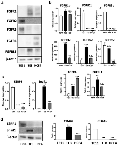 Figure 2. Expression levels of FGFRs are different among ESCC cell lines. (a, b) Expression levels of FGFRs in TE11, TE8, and HCE4 cells were examined by western blotting and qRT-PCR. **p < .01, *** p < .001 vs. TE11 cells. (c, d) Expression levels of ESRP1 and Snail1 in TE11, TE8, and HCE4 cells were examined by qRT-PCR and western blotting. ***p < .001 vs. TE11 cells. (e) Expression levels of CD44v and CD44s in TE11, TE8, and HCE4 cells were examined by qRT-PCR. ***p < .001 vs. TE11 cells. n.s.: not-significant