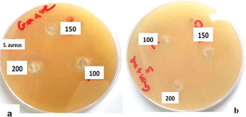 Figure 8. Comparison between antibacterial activity of leaf (a) and seed (b) AgNPs against Staphylococcus aureus.
