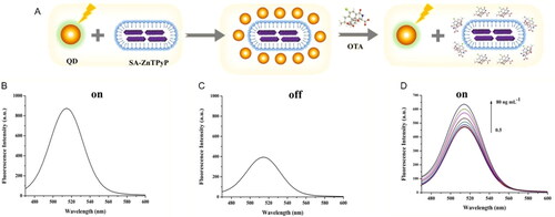 Figure 8. Schematic representation of the working mode of the “turn off-on” fluorescent sensor for OTA detection in (a). The fluorescence intensity spectra of the ZnCdSe QDs, named as “on”, at (b), and the nanocomplex composed by ZnCdSe QDs linked to SA-ZnTPyP, named as “off”, in (c). The fluorescence intensity spectra at various concentrations of OTA in (d). Reprinted with permission from Liu et al. (Citation2020). Copyright 2020 Elsevier.