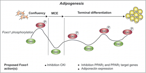 Figure 1. FoxO1 phoshorylation and activity during 3T3-L1 adipogenesis, as described by Zou et al., indicated are the 3 stages of 3T3-L1 adipogenesis: growing cells to confluency, mitotic clonal expansion (MCE) and terminal differentiation. Active FoxO1 is indicated in green, while inactive, phosphorylated FoxO1 is indicated in red. FoxO1 actions described in previous studies are indicated.Citation1 CKI: cyclin-dependent kinase inhibitor.