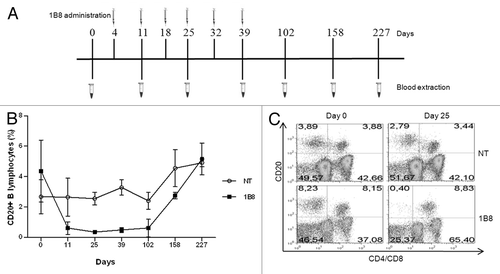 Figure 6. B cells depletion induced by biosimilar 1B8 mAb. (A) Schedule of biosimilar 1B8 mAb administration and blood extraction. (B) B lymphocytes percentages were determined as above (see Fig. 2). (C) T cells were stained with FITC-conjugated goat anti-human CD4 and CD8 mix antibodies. NT: non-treated animals.