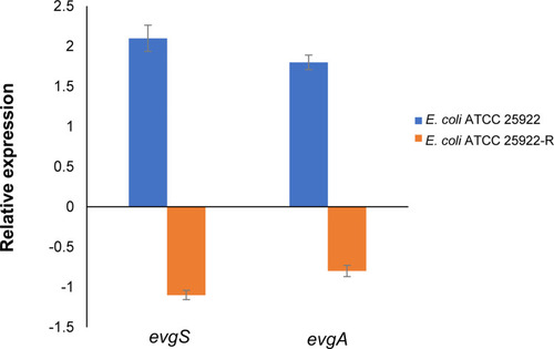 Figure 6 Gene expressions of TCS EvgS/EvgA in E. coli ATCC 25922 and E. coli ATCC 25922-R in comparison with their counterparts by quantitative RT-qPCR. Relative expressions of genes were determined using 2−ΔΔCt method. Error bars represent the standard deviations of three biological repeats.