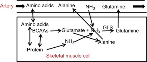 Figure 5 Schematic diagram of processes involved in N balance in the skeletal muscle.