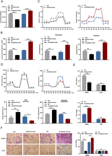 Figure 3 B3GALT5-AS1 inhibited the proliferation and invasion of KFs by repressing glycolysis. (A) The glucose consumption of KFs was examined in response to B3GALT5-AS1 overexpression or knockdown. (B) The lactate production in KFs was measured after B3GALT5-AS1 overexpression or knockdown. The ECAR (C) and OCR (D) in KFs were examined using Seahorse XF assay. (E) The glycolysis 2-DG attenuated weakened the effect of B3GALT5-AS1 on KFs proliferation. (F) The inhibition of B3GALT5-AS1 on cell invasion was restrained by 2-DG. The data are expressed as the mean ± SD. *p < 0.05, **p < 0.01 and ***p < 0.001. NS, no significant difference. KFs, primary keloid fibroblasts; B3GALT5-AS1, B3GALT5-AS1-overexpressed KFs; Ctrl, control of B3GALT5-AS1 overexpression; sh-B3GALT5-AS1, knockdown of B3GALT5-AS1 in KFs; NC, control of sh-B3GALT5-AS1.