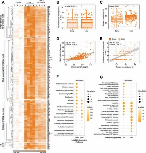 Figure 3. Characterization of the LAMP2A-dependent proteome. (A) Heat map representation of the full list of all LAMP2A-dependent proteins shown in four biological replicates. Proteins are grouped based on their type of single canonical, multi canonical, putative or no KFERQ-like motif. Box plot comparison of (B) number of canonical motifs/protein or (C) protein length of all LAMP2A-dependent proteome, with degradation dynamics. Wilcoxon rank-sum test was performed and p values are presented in the box plots. Linear regression model for the correlation between (D) number of all motifs/protein and protein length or (E) number of canonical motifs/protein and protein length, respectively. Adjusted R square and p values are presented in the plots. Proteins containing single or multiple motifs are indicated by dark and light orange colors, respectively. (F) Temporal distribution of biological pathway enrichment Reactome analysis of LAMP2A-dependent degradome. (G) Distribution of biological pathway enrichment Reactome analysis of LAMP2A-independent and -dependent lysosomal degradome. Dot plot of enriched pathways is indicated as the ratio of the differentially expressed gene number to the total gene number in a certain annotation. The size and color of the dots represent the gene ratio and the range of p values, respectively