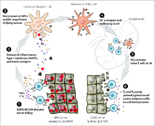 Figure 1. Proposed model: EGFRvIII CAR modified T-cell immunotherapy of GBM leads to immunogenic cell death and epitope spreading. EGFRvIII+ CAR targeted destruction of GBM [1] results in release of immunostimulatory cytokines by T cells and antigens and DAMPs by dying tumor cells [2]. APCs are recruited to the site of tumor destruction where they engulf dying tumor cells and become activated by DAMPs [3]. Mature DCs expressing multiple MHC-restricted tumor antigens traffic to the LN [4] where they prime naïve T cells recognizing novel tumor antigens [5]. Newly activated T cells traffic to tumor and destroy GBM based upon recognition of novel tumor antigens [6]. APC, antigen presenting cell; CAR, chimeric antigen receptor; DAMP, danger associated molecular pattern; DC, dendritic cell; EGFRvIII, epidermal growth factor receptor variant 3; GBM, glioblastoma multiforme; IFNɣ, interferon gamma; IL2, interleukin-2; LN, lymph node; TC, cytolytic T cell; TH, helper T cell; TNFα, tumor necrosis factor α.