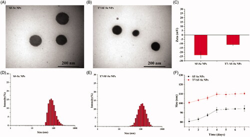 Figure 1. Characterisations of the prepared NPs: TEM images of SF-Se NPs (A) and T7-SF-Se NPs (B); Zeta potential of the SF-Se NPs and T7-SF-Se NPs (C); The hydrodynamic size distribution graphs of SF-Se NPs (D) and T7-SF-Se NPs (E); Stability of SF-Se NPs and T7-SF-Se NPs at room temperature (F).