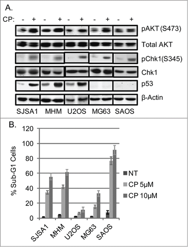 Figure 1. Cisplatin (CP) activates AKT and Chk1 in OS cells. (A) OS cells lines were treated with CP (5 μM for SJSA1 and MG63, 10 μM for MHM and U2OS, 2 μM for SAOS) for 48 hours. Whole cell lysates were immunoblotted for pAKT (S473), total AKT, pChk1 (S345), Chk1, p53, and β-actin. (B) The cells were treated with indicated doses of CP for 72 hours and analyzed with FACS for sub-G1 apoptosis. Average percent apoptotic cells from triplicate were presented as a graph with standard deviation indicated. (Representative of at least 3 independent experiments).