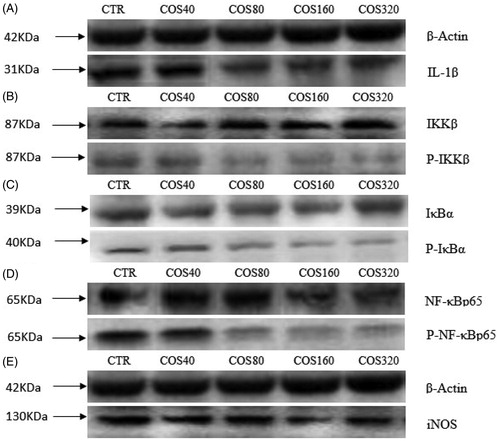 Figure 2. Effects of chitosan oligosaccharideon on the phosphorylation level of NF-kB pathway, the protein expression level of nitric oxide synthase (iNOS) and interleukin-1β (IL-1β). Expressions of IL-1β(A); phosphorylated IκB kinase β (P-IKKβ) (B); phosphorylated inhibitor of nuclear factor kappa-Bα (P-IκBα) (C); phosphorylated nuclear factor kappa-Bp65(P-NF-κBp65) (D); iNOS (E), protein levels were detected by western blotting and normalised to beta-actin (β-Actin) levels. CTR = control treatment, without chitosan oligosaccharides addition; COS40, COS80, COS160, and COS320= treated with 40, 80, 160, and 320 μg/mL chitosan oligosaccharides respectively.