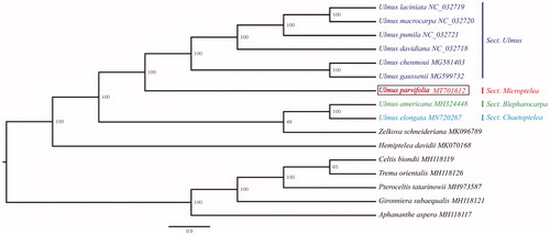 Figure 1. Phylogenetic tree construction using maximum-likelihood (ML) based on the 16 complete chloroplast genome sequences of Ulmaceae. The bootstrap support values were shown at the branches.