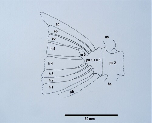 Figure 7. Restoration of caudal skeleton of Eothyrsites holosquamatus Chapman, based on syntype OU 6854 b, lateral view.