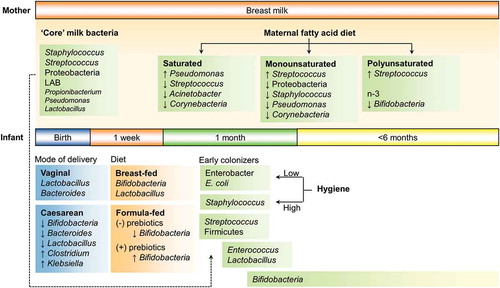 Figure 1. Human behavior and bacterial colonization in infants. Several features impact the establishment of bacterial communities in the infant gastrointestinal tract. Two of the most influential human behaviors that has affected infant gut colonization, globally are mode of delivery and diet. More subtle impacts may be driven by diet-driven changes to breast milk and hygiene practices.