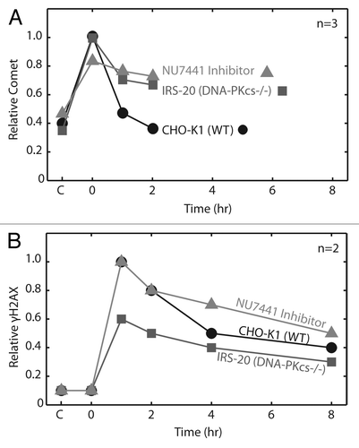 Figure 5. Comparison of neutral CometChip to γ-H2AX assay for repair kinetics. Wild type cells were exposed to 100 Gy IR. (A) All cell conditions and repair time points were conducted in triplicate macrowells of a single CometChip. Comet tail length (μm) values were normalized to peak wild type damage. (B) Repair kinetics were measured in triplicate over eight hours using a western blot version of the γ-H2AX assay. Error bars represent standard deviation of three replicate experiments.