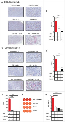 Figure 4. PD-1 blockade in combination with intratumoral injection of ABLs elicits a potent local and systemic antitumor immune response. A) Representative immunohistochemistry images of anti-CD3 antibody stained B16 tumor samples, with their corresponding treatment types. CD3 positive cells are stained red with Stay Red dye. B) CD3 positive cells were quantified as shown in materials and methods, and analysis in each group was conducted on three independent tumor samples (3 mice per group). C) Same as in A, but with anti-CD8a antibody. D) Analysis of CD8a positive cells infiltrating the tumor area calculated as in B. E) IFN-γ ELISPOT was performed with isolated splenocytes obtained from B16/F10 tumor-bearing mice treated with anti-PD-1 antibody intraperitoneally at days 4, 7 and 10 with or without intratumoral injection of ABLs. Splenocytes were cultivated with B16/F10 irradiated tumor cells as indicated in materials and methods (3 mice per group). F) Representative image of the amount of spots detected by ELISPOT of E. G) Induction of T-cell activation by combination of PD-1 blockade and intratumoral injection of ABL, confirmed by the presence of IFN-γ detected via ELISA on the supernatant of the cultured cells. Experiments were repeated twice with similar results.