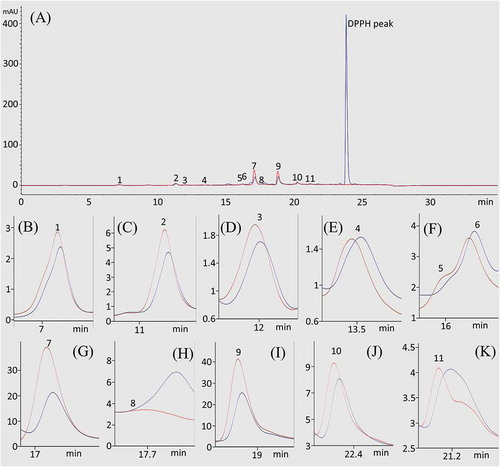 Figure 2. HPLC-UV (red line) and DPPH-HPLC-UV (blue line) analyses of the EtOAc fraction of the Perilla frutescens leaves. The full chromatogram (A) and extracted peaks for compounds 1–11 (B–K). HPLC conditions: column, Eclipse SB-C18 Rapid Resolution column (150 × 4.6 mm, 5 μm, Agilent); mobile phase, consisted of A (0.1% trifluoroacetic acid in water) and B (methanol), which was programmed as follows: 0–15 min, 5–50% B, 15–23 min, 50–100% B; flow rate, 0.7 mL/min; UV wavelength, 254 nm; column temperature, 30°C.