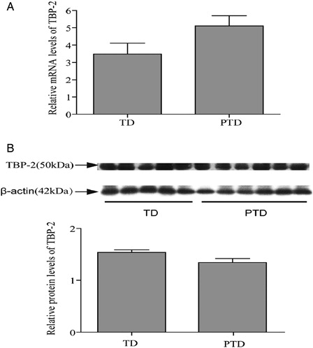Figure 3. The expression of TBP-2 in placenta of PTD and TD (n = 29) and TD (n = 29). (A) The mRNA levels of TBP-2 in placenta of PTD and TD by real-time PCR. (B) The expression of TBP-2 protein in placenta of PTD and TD by western blot. The relative protein density was normalized to β-actin. Bars indicate the mean value ± SD. PTD, preterm delivery; TD, term delivery.