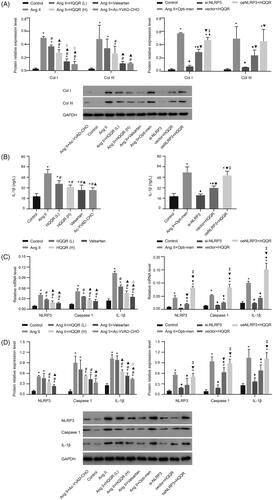 Figure 7. HQQR attenuated CF fibrosis via the NLRP3 inflammasome. (A) The protein expression of Col I and Col III was analyzed by western blotting. (B) The expression of IL-1β in the supernatant of the different groups of CFs. (C) The mRNA expression of NLRP3, caspase-1, and IL-1β was analyzed by western blotting. (D) The relative protein expression levels of NLRP3, caspase-1, and IL-1β among the different groups were quantified using the Image J software. *p < 0.05 vs. control group; #p < 0.05 vs. Ang II group; ▲p < 0.05 vs. HQQR(L) group; ⋄p < 0.05 vs. HQQR(H) group; ♦p < 0.05 vs. Ang II + Opti-men group; ▼p < 0.05 vs. si-NLRP3 group; ‡p < 0.05 vs. vector + HQQR group.