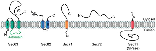Figure 5. The topology of yeast Sec62, Sec63, Sec71, Sec72 and Sec11. The lumenal J-domain of Sec63 is important for the recruitment of BiP, a chaperone which is essential for Sec61-mediated translocation. The negatively charged C-terminus of Sec63 binds to the N-terminus of Sec62 to collectively support post-translational translocation. Sec71 and Sec72 form the complex with Sec62/Sec63. Sec11 is the catalytic subunit of the yeast signal peptidase complex. This Figure is reproduced in color in the online version of Molecular Membrane Biology.