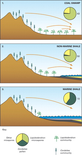 Figure 5. A diagrammatic representation of the Neves effect (subsection 9.3; Chaloner Citation1958e, Citation1961; Chaloner and Muir Citation1968). The three numbers to the right (43, 50 and 72) represent the total number of pollen-spore species in each setting, and are taken from Neves (Citation1958). In the topmost and centre panels (1 and 2), sea levels are low and the pollen-spores of hinterland plants (largely Florinites pollen derived from trees bearing Cordaitanthus pollen organs) are markedly subordinate to the highly abundant microspores produced by Lepidostrobus (Lycospora) which characterise the low-lying coal swamp and the non-marine shale settings. Note that the non-marine shale environment represents local submergence of the coal swamp; the consequent input of pollen-spores via water and wind explains the slightly higher diversity. By contrast, in the lowermost panel (3), sea levels are relatively high and the marginal, low-topography coal swamp vegetation, dominated by Lepidodendron, has been virtually all inundated. This means that relatively far-travelled, water- and wind-borne (hinterland) Florinites pollen is now the dominant element in a substantially more diverse association. Adapted from Chaloner and Muir (Citation1968, fig. 4).