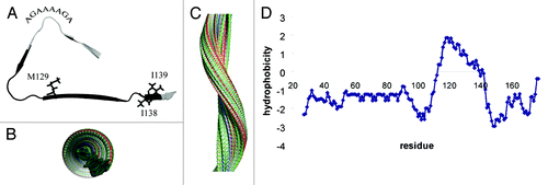 Figure 1. Amyloid core structure of stop mutants of the human prion protein. (A) Backbone fold of the amyloid core obtained by a combination of solid-state NMR chemical shifts and CS-Rosetta modeling.Citation7,Citation9,Citation27 Residues 111–141 form a left-handed β-helix. The deeply buried side chain of M129 and the side chains of residues I138 and I139 are highlighted. In addition, the location of the palindromic sequence is marked. Backbone amide protons of residues 121–139, which were found to have high solvent protection values (> 70%) in amyloid fibrils of Q145Stop and Q160Stop mutants,Citation7 are colored black. (B) View along the axis of a filament that is based on the core structure shown in (A). (C) Side view of the filament shown in (B). (D) Hydrophobicity profile of the Q160Stop mutant of humPrP.