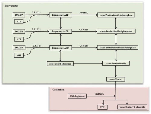 Figure 4. The trans-zeatin metabolic pathway.