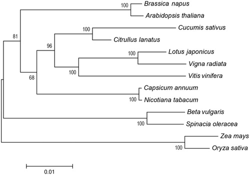 Figure 1. Neighbour-joining phylogenetic tree of Spinacia oleracea and 12 other plant species based on the single-copy orthologous genes in the mitochondrial genomes. GenBank accession numbers: Arabidopsis thaliana (NC_001284); Beta vulgaris (NC_015099); Brassica napus (NC_008285); Capsicum annuum (NC_024624); Citrullus lanatus (GQ856147); Cucumis sativus (NC_016005); Lotus japonicus (NC_016743); Nicotiana tabacum (NC_006581); Vigna radiata (NC_015121); Vitis vinifera (NC_012119); Oryza sativa (DQ167399); Zea mays (NC_007982).