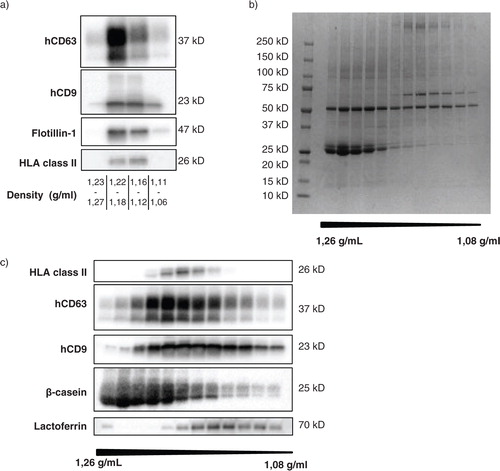 Fig. 2 Unequal distribution of native breast milk EV and major milk proteins over density gradient fractions. Fresh, unspiked human breast milk was subjected to top-down density gradient ultracentrifugation, after which the material in the different density fractions was harvested and analyzed. (a) Density fractions were pooled as indicated and analyzed for the recovery of native human breast milk EV by western blotting for human CD63 (hCD63), CD9 (hCD9), flotillin-1, and HLA class II. Results for hCD9 and HLA class II are representative of>10 independent experiments in>8 different donors; results for hCD63 and flotillin-1 represent 2 independent experiments in 2 different donors. (b, c) The protein content of individual density fractions was assessed by Coomassie blue staining (representative of 2 different donors) (b) and by western blotting for HLA class II, hCD63, hCD9, β-casein, and lactoferrin (representative of 3 different donors) (c).