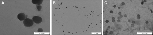 Figure S2 TEM observations of ANC-1 treated with osmium tetroxide (A and B) and uranyl acetate (C).Abbreviations: TEM, transmission electron microscopy; ANC-1, antibody nanoconjugate-1.