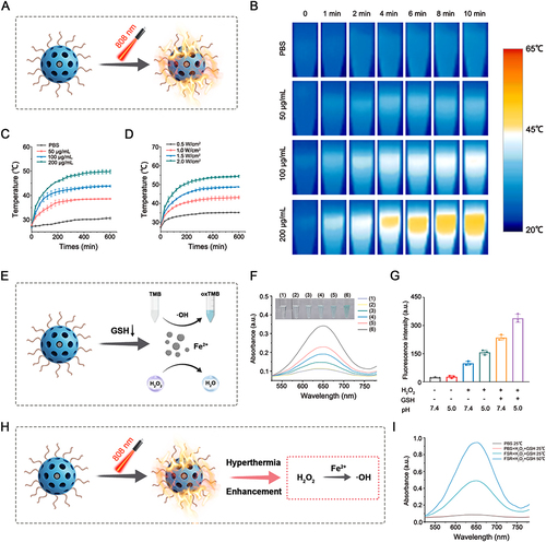 Figure 2 Photothermal and chemodynamic properties of FSR NPs in vitro. (A) Illustration of the photothermal effect of FSR. (B) The infrared thermal images and time-dependent temperature variety of FSR at different concentrations under 1.0W cm−2 NIR laser irradiation. Time-dependent temperature varieties of FSR under 808 nm laser irradiation with different concentrations (C) or different power densities (D). (E) Illustration of the chemodynamic effect of FSR. (F) UV-vis spectra and photograph (inset) of TMB solution treated by FSR under different conditions: (1) FSR at pH 7.4; (2) FSR at pH 5.0; (3) FSR plus H2O2 at pH 7.4; (4) FSR plus H2O2 at pH 5.0; (5) FSR plus H2O2 and GSH (10mM) at pH 7.4; (6) FSR plus H2O2 and GSH (10mM) at pH 5.0. (G) HPF (10µM) fluorescence response after 1h incubation in corresponding reaction systems. (H) Illustration of the hyperthermia-boosted chemodynamic effect. (I) UV-vis spectra of TMB solution under different treating conditions: (1) PBS under 25°C; (2) PBS plus H2O2 and GSH (10mM) under 25°C; (iii) FSR plus H2O2 and GSH (10mM) under 25°C; (iv) FSR plus H2O2 and GSH (10mM) under 50°C.