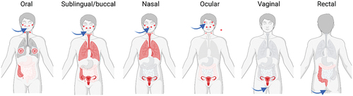 Figure 2. Compartmentalization of the common mucosal immune system. Although different inductive sites can share the location of effector sites where IgA-secreting cells are seeded, the phenomenon of compartmentalization in the common mucosal immune system is evident. Different mucosal vaccination routes can produce an immune response in specific MALT areas, therefore exploitation of compartmentalization within the common mucosal immune system can direct the immune response to a particular site used by the pathogen for invasion, to effectively counter the development of infection.