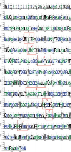 Fig. 4. Sequence motifs of the replication-associated associated proteins of HOV-148, HOV-235 and AcrBV2 viruses. The frames indicate the positions of the conserved motifs of the replication-associated proteins. Frames 1, 2 and 3: motifs I, II and III of the endonuclease domain. Frames 4–7: helicase domain. Frame 4: Walker A motif. Frame 5: Walker B motif. Frame 6: motif C. Frame 7: Arginine finger